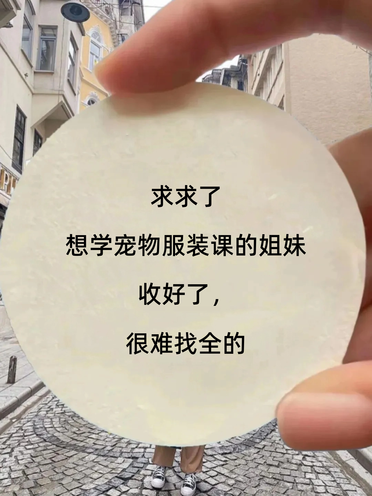 选宠物服装课，别漏看社交适配细节