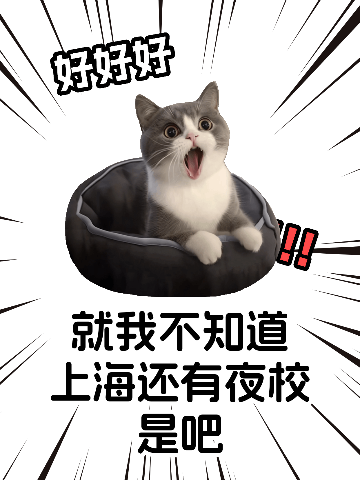 学宠物服装课怕踩坑 专业老师带你入门