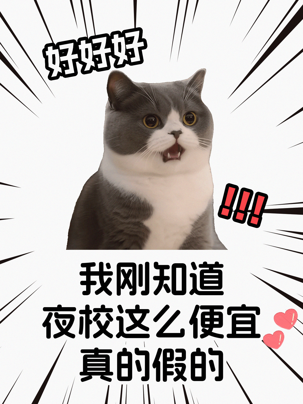 下班后学宠物营养师，过渡阶段怎么练稳？