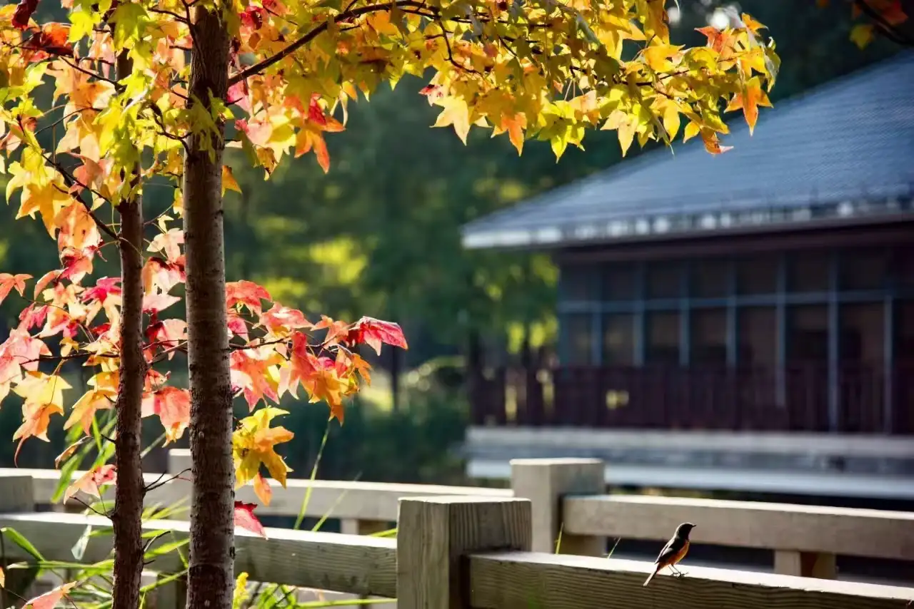 单反摄影-宝山顾村公园